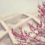 redbud / 8x10 fine art phot..