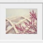 redbud / 8x10 fine art phot..